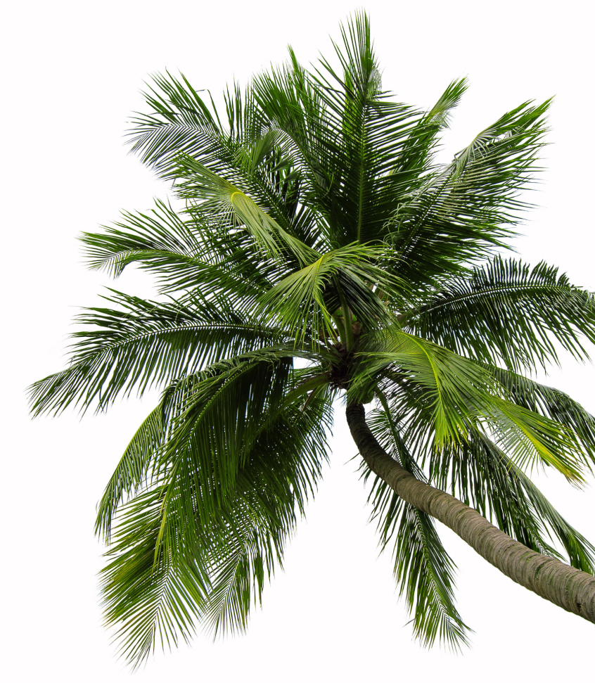 Sandals & Beaches Resorts 10 palm tree cropped